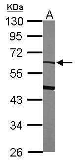 SERPINF2 / Alpha-2-Antiplasmin Antibody - Sample (50 ug of whole cell lysate). A: mouse liver. 10% SDS PAGE. SERPINF2 / Alpha-2-Antiplasmin antibody diluted at 1:1000.