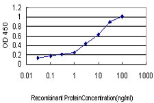SERPING1 / C1 Inhibitor Antibody - Detection limit for recombinant GST tagged SERPING1 is approximately 0.1 ng/ml as a capture antibody.