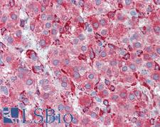 SERPINH1 / HSP47 Antibody - Anti-SERPINH1 / HSP47 antibody IHC of human adrenal. Immunohistochemistry of formalin-fixed, paraffin-embedded tissue after heat-induced antigen retrieval. Antibody concentration 10 ug/ml.