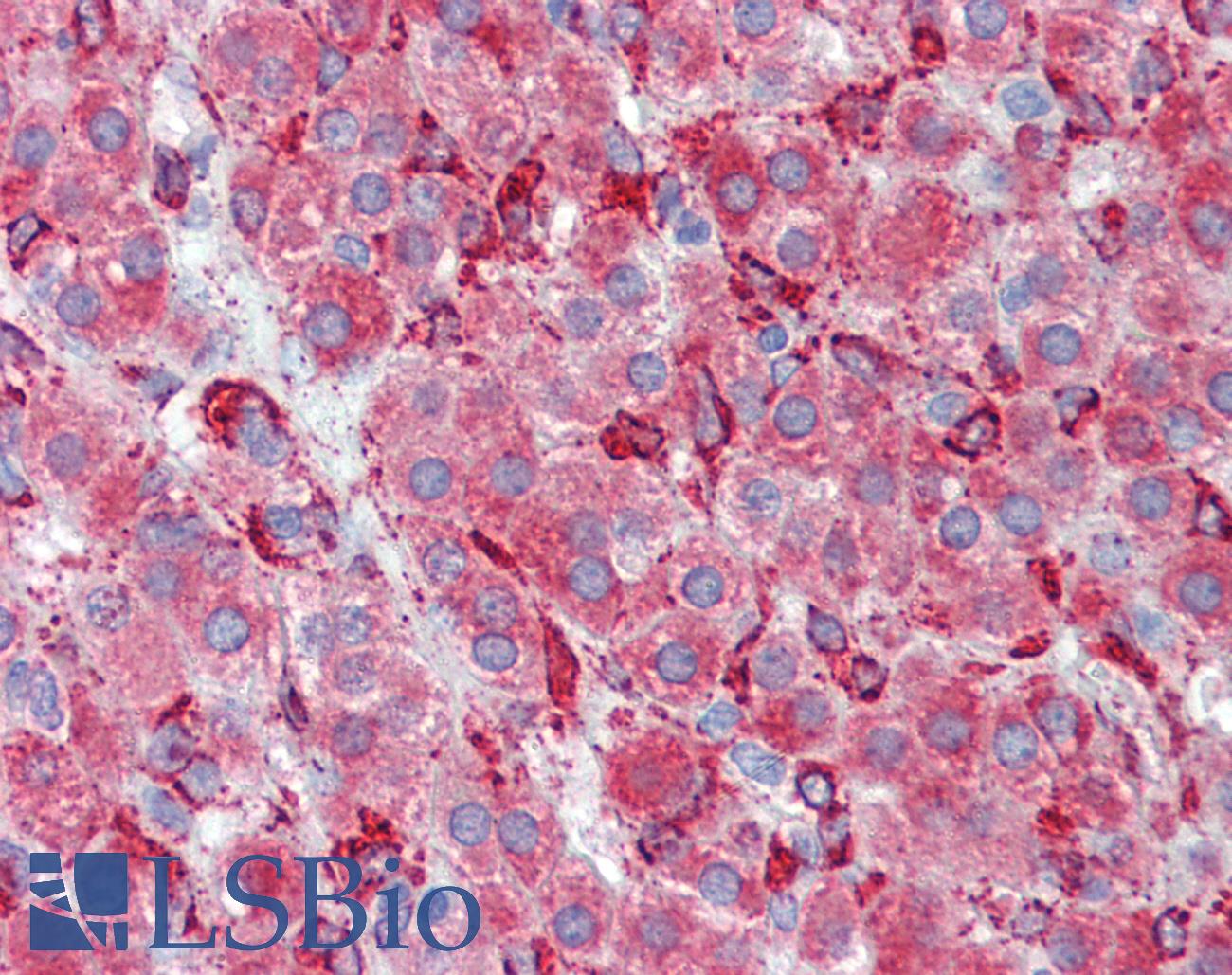 SERPINH1 / HSP47 Antibody - Anti-SERPINH1 / HSP47 antibody IHC of human adrenal. Immunohistochemistry of formalin-fixed, paraffin-embedded tissue after heat-induced antigen retrieval. Antibody concentration 10 ug/ml.