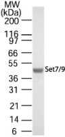 SETD7 / SET7 Antibody - Western blot analysis for Set7/9 using antibody at 1:500 on 20 ug of HeLa whole cell lysate.