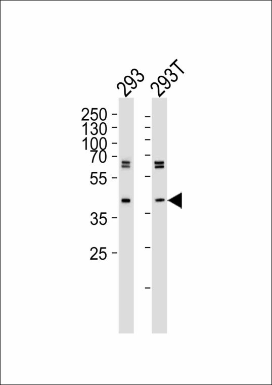 SETD8 / SET8 Antibody - Western blot of lysates from 293, 293T cell line (from left to right), using SET07 Antibody(43AT551. 86. 76). 43AT551. 86. 76 was diluted at 1:1000 at each lane. A goat anti-mouse IgG H&L (HRP) at 1:3000 dilution was used as the secondary antibody. Lysates at 35ug per lane.