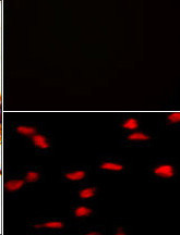 SETD8 / SET8 Antibody - (TOP)Negative control of HeLa cells without PE-conjugated goat anti-mouse lgG (whole molecule). PE-conjugated goat anti-mouse lgG emits red fluorescence. ( Bottom)Immunofluorescence of SET07 Antibody in HeLa cells. 0.025 mg/ml primary antibody was followed by PE-conjugated goat anti-mouse lgG (whole molecule).