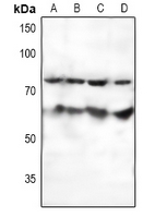 SF1 Antibody - Western blot analysis of SF1 expression in HEK293T (A), Hela (B), K562 (C), LO2 (D) whole cell lysates.