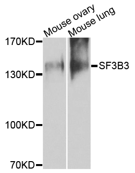 SF3B130 / SF3B3 Antibody - Western blot blot of extracts of mouse tissues, using SF3B3 antibody.