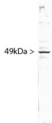SF3B4 Antibody - Blots of HeLa cell crude extract stained with SF3B4 antibody. SF3B4 runs with an apparent SDS-PAGE molecular weight 49kDa.