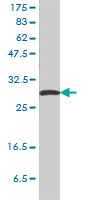 SFN / Stratifin / 14-3-3 Sigma Antibody - SFN monoclonal antibody, clone 3C3 Western blot of SFN expression in HeLa.