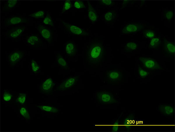 SFPQ Antibody - Immunofluorescence of monoclonal antibody to SFPQ on HeLa cell. [antibody concentration 10 ug/ml]