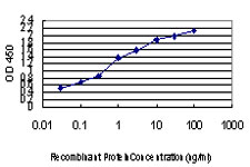 SFPQ Antibody - Detection limit for recombinant GST tagged SFPQ is approximately 0.03 ng/ml as a capture antibody.