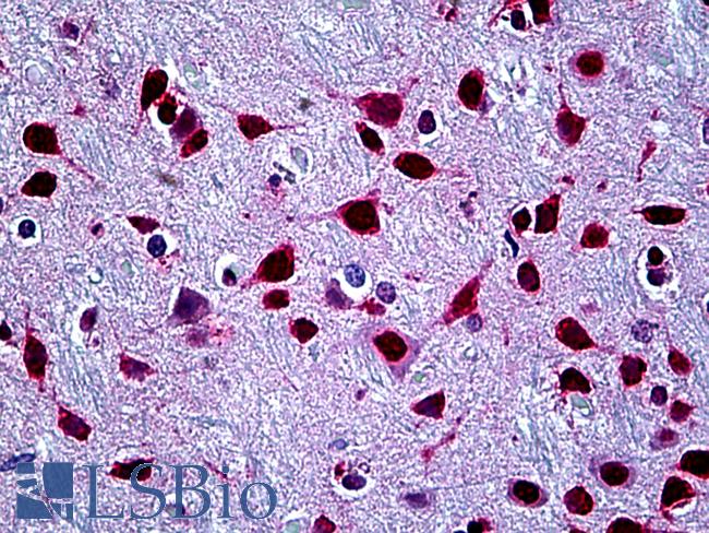 SFPQ Antibody - Anti-SFPQ antibody IHC of human brain, cortex. Immunohistochemistry of formalin-fixed, paraffin-embedded tissue after heat-induced antigen retrieval. Antibody concentration 5 ug/ml.