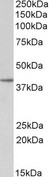 SFRP4 Antibody - Goat Anti-SFRP4  Antibody (0.5µg/ml) staining of Human Uterus lysate (35µg protein in RIPA buffer). Primary incubation was 1 hour. Detected by chemiluminescencence.