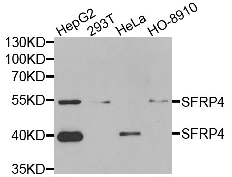 SFRP4 Antibody - Western blot analysis of extracts of various cells, using SFRP4 antibody.