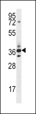 SFRP5 Antibody - SFRP5 Antibody western blot of mouse heart tissue lysates (35 ug/lane). The SFRP5 antibody detected the SFRP5 protein (arrow).