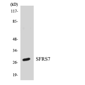 SFRS7 / 9G8 Antibody - Western blot analysis of the lysates from HT-29 cells using SFRS7 antibody.