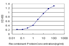 SGK1 / SGK Antibody - Detection limit for recombinant GST tagged SGK is approximately 0.3 ng/ml as a capture antibody.