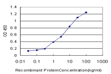 SGK1 / SGK Antibody - Detection limit for recombinant GST tagged SGK is approximately 0.1 ng/ml as a capture antibody.