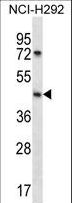 SGPP1 Antibody - SGPP1 Antibody western blot of NCI-H292 cell line lysates (35 ug/lane). The SGPP1 antibody detected the SGPP1 protein (arrow).