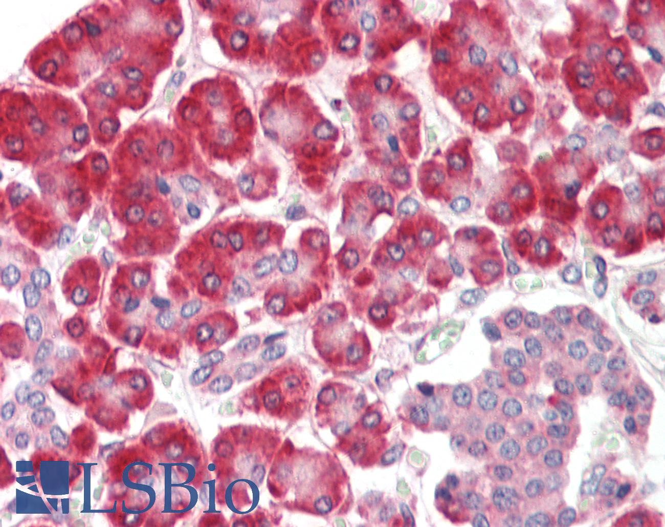 SGSM1 Antibody - Anti-SGSM1 antibody IHC staining of human pancreas. Immunohistochemistry of formalin-fixed, paraffin-embedded tissue after heat-induced antigen retrieval.