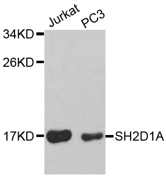 SH2D1A / SAP Antibody - Western blot analysis of extracts of various cell lines, using SH2D1A antibody.