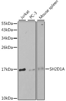 SH2D1A / SAP Antibody - Western blot analysis of extracts of various cell lines, using SH2D1A antibody at 1:1000 dilution. The secondary antibody used was an HRP Goat Anti-Rabbit IgG (H+L) at 1:10000 dilution. Lysates were loaded 25ug per lane and 3% nonfat dry milk in TBST was used for blocking.