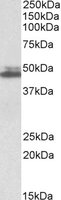 SH3GL1 / EEN Antibody - SH3GL1 antibody (0.3 ug/ml) staining of K562 lysate (35 ug protein/ml in RIPA buffer). Primary incubation was 1 hour. Detected by chemiluminescence.