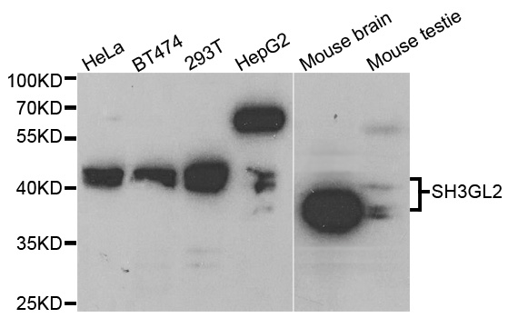 SH3GL2 Antibody - Western blot analysis of extracts of various cell lines.