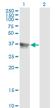 SH3GLB1 / Bif / Endophilin B1 Antibody - Western blot of SH3GLB1 expression in transfected 293T cell line by SH3GLB1 monoclonal antibody, clone 1B3-A5.