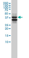 SH3GLB1 / Bif / Endophilin B1 Antibody - SH3GLB1 monoclonal antibody, clone 1B3-A5 Western blot of SH3GLB1 expression in K-562.