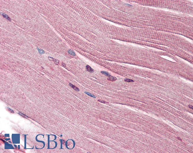 SH3GLB1 / Bif / Endophilin B1 Antibody - Anti-SH3GLB1 / Bif-1 antibody IHC of human skeletal muscle. Immunohistochemistry of formalin-fixed, paraffin-embedded tissue after heat-induced antigen retrieval. Antibody concentration 5 ug/ml.