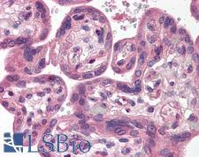 SH3GLB1 / Bif / Endophilin B1 Antibody - Anti-SH3GLB1 / Bif-1 antibody IHC of human placenta. Immunohistochemistry of formalin-fixed, paraffin-embedded tissue after heat-induced antigen retrieval. Antibody concentration 5 ug/ml.