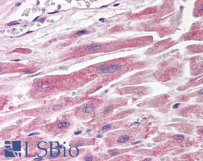 SH3GLB1 / Bif / Endophilin B1 Antibody - Anti-SH3GLB1 / Bif-1 antibody IHC of human heart. Immunohistochemistry of formalin-fixed, paraffin-embedded tissue after heat-induced antigen retrieval. Antibody concentration 5 ug/ml.