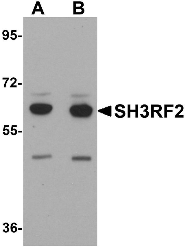SH3RF2 Antibody - Western blot analysis of SH3RF2 in 3T3 cell lysate with SH3RF2 antibody at (A) 1 and (B) 2 ug/ml.