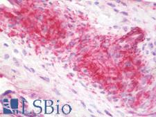 SHBG Antibody - Human Placenta: Formalin-Fixed, Paraffin-Embedded (FFPE) This image was taken for the unmodified form of this product. Other forms have not been tested.