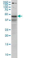 SHBG Antibody - SHBG monoclonal antibody (M01), clone 5E6 Western Blot analysis of SHBG expression in HepG2.