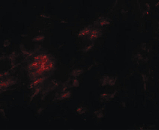SHISA9 Antibody - Immunofluorescence of SHISA9 in human brain tissue with SHISA9 antibody at 20 ug/ml.