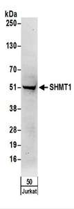 SHMT / SHMT1 Antibody - Detection of Human SHMT1 by Western Blot. Samples: Whole cell lysate (50 ug) from Jurkat cells. Antibodies: Affinity purified rabbit anti-SHMT1 antibody used for WB at 1 ug/ml. Detection: Chemiluminescence with an exposure time of 3 minutes.