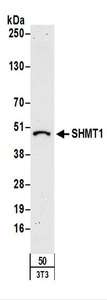 SHMT / SHMT1 Antibody - Detection of Mouse SHMT1 by Western Blot. Samples: Whole cell lysate (50 ug) from NIH3T3 cells. Antibodies: Affinity purified rabbit anti-SHMT1 antibody used for WB at 1 ug/ml. Detection: Chemiluminescence with an exposure time of 3 minutes.