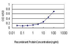 SHMT / SHMT1 Antibody - Detection limit for recombinant GST tagged SHMT1 is approximately 1 ng/ml as a capture antibody.