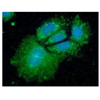 SHMT / SHMT1 Antibody - ICC/IF analysis of SHMT1 in Hep3B cells line, stained with DAPI (Blue) for nucleus staining and monoclonal anti-human SHMT1 antibody (1:100) with goat anti-mouse IgG-Alexa fluor 488 conjugate (Green).
