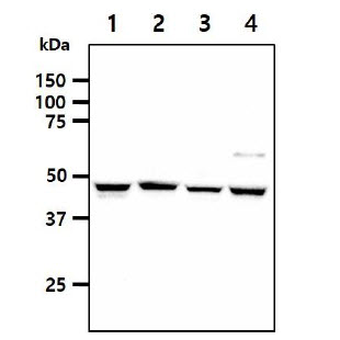 SHMT / SHMT1 Antibody - The cell lysates (40ug) were resolved by SDS-PAGE, transferred to PVDF membrane and probed with anti-human SHMT1 antibody (1:1000). Proteins were visualized using a goat anti-mouse secondary antibody conjugated to HRP and an ECL detection system. Lane 1.: A549 cell lysate Lane 2.: HeLa cell lysate Lane 3.: NIH-3T3 cell lysate Lane 4.: LnCaP cell lysate
