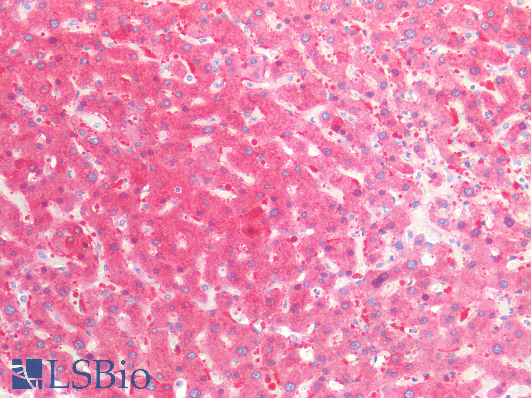 SHMT / SHMT1 Antibody - Human Liver: Formalin-Fixed, Paraffin-Embedded (FFPE)