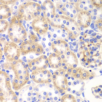 SHMT / SHMT2 Antibody - Immunohistochemistry of paraffin-embedded rat kidney tissue.
