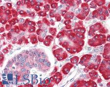 SHQ1 Antibody - Anti-SHQ1 antibody IHC staining of human pancreas. Immunohistochemistry of formalin-fixed, paraffin-embedded tissue after heat-induced antigen retrieval.