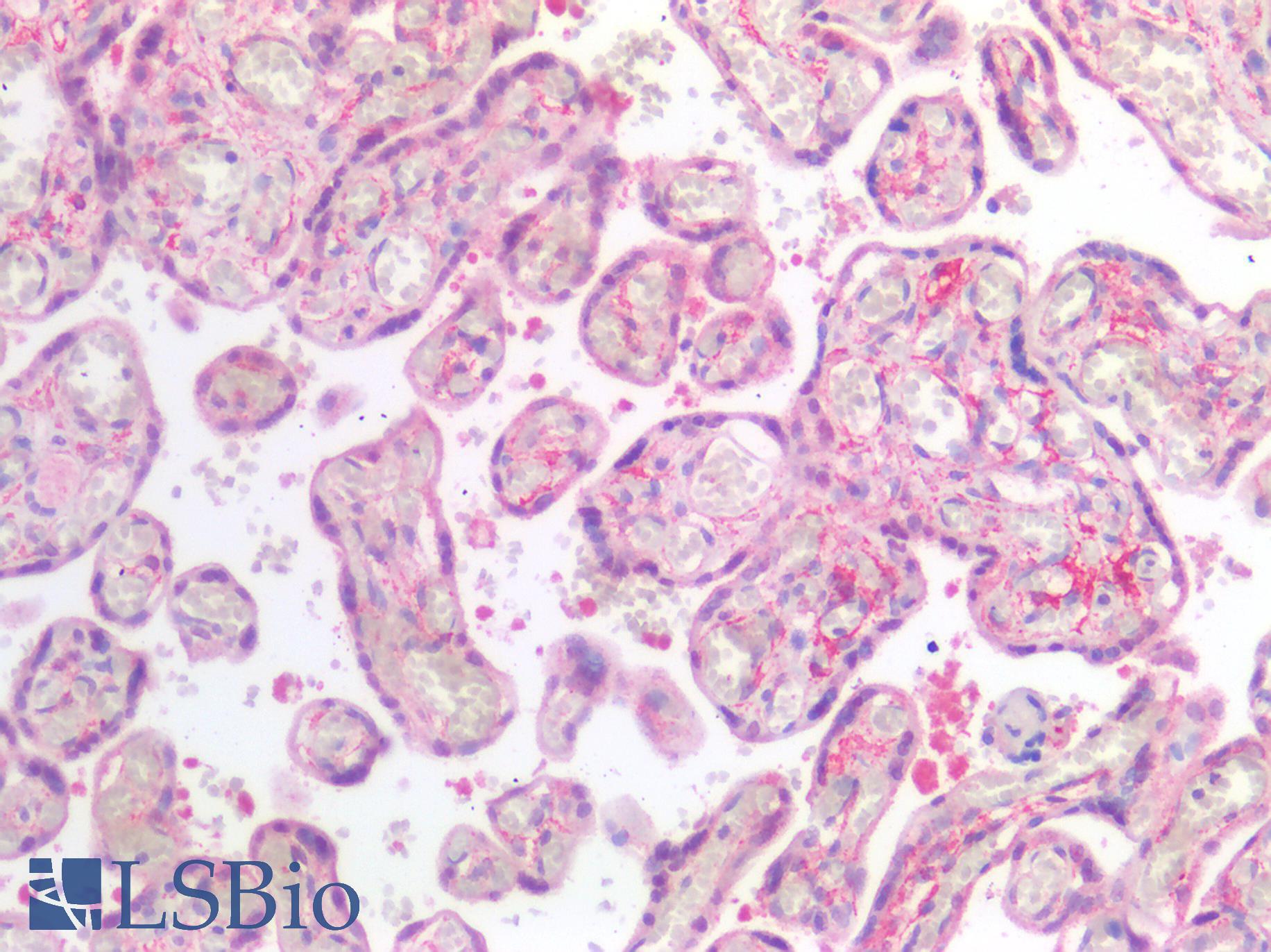 SIAH2 Antibody - Human Placenta: Formalin-Fixed, Paraffin-Embedded (FFPE)