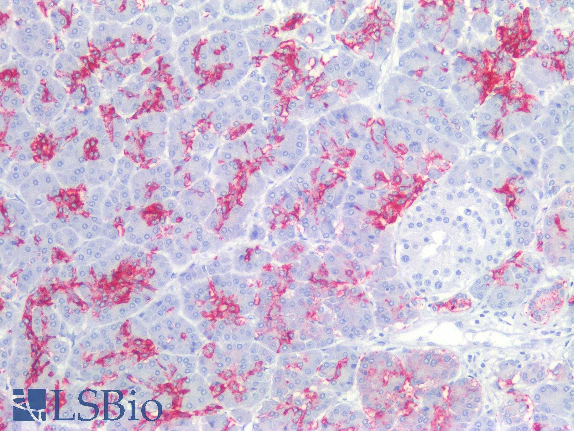 Sialylated Lewis a / CA 19-9 Antibody - Human Pancreas: Formalin-Fixed, Paraffin-Embedded (FFPE)