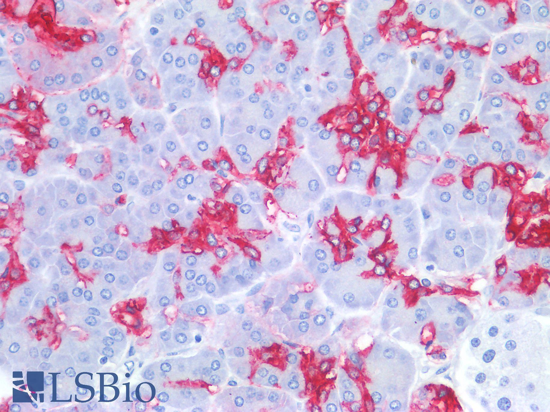 Sialylated Lewis a / CA 19-9 Antibody - Human Spleen: Formalin-Fixed, Paraffin-Embedded (FFPE)