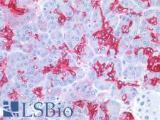 Sialylated Lewis a / CA 19-9 Antibody - Human Spleen: Formalin-Fixed, Paraffin-Embedded (FFPE)