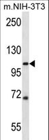 SIDT2 Antibody - SIDT2 Antibody western blot of mouse NIH-3T3 cell line lysates (35 ug/lane). The SIDT2 antibody detected the SIDT2 protein (arrow).