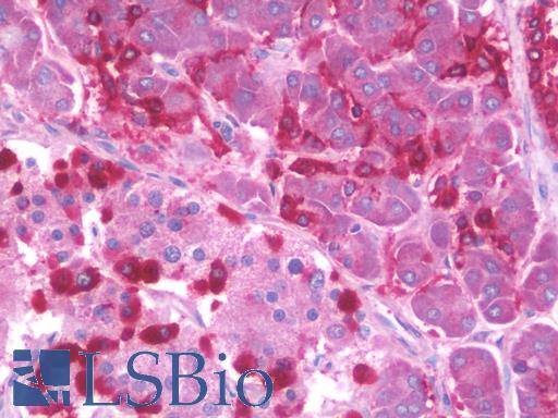 SIDT2 Antibody - Anti-SIDT2 antibody IHC staining of human pancreas. Immunohistochemistry of formalin-fixed, paraffin-embedded tissue after heat-induced antigen retrieval. Antibody concentration 10 ug/ml.