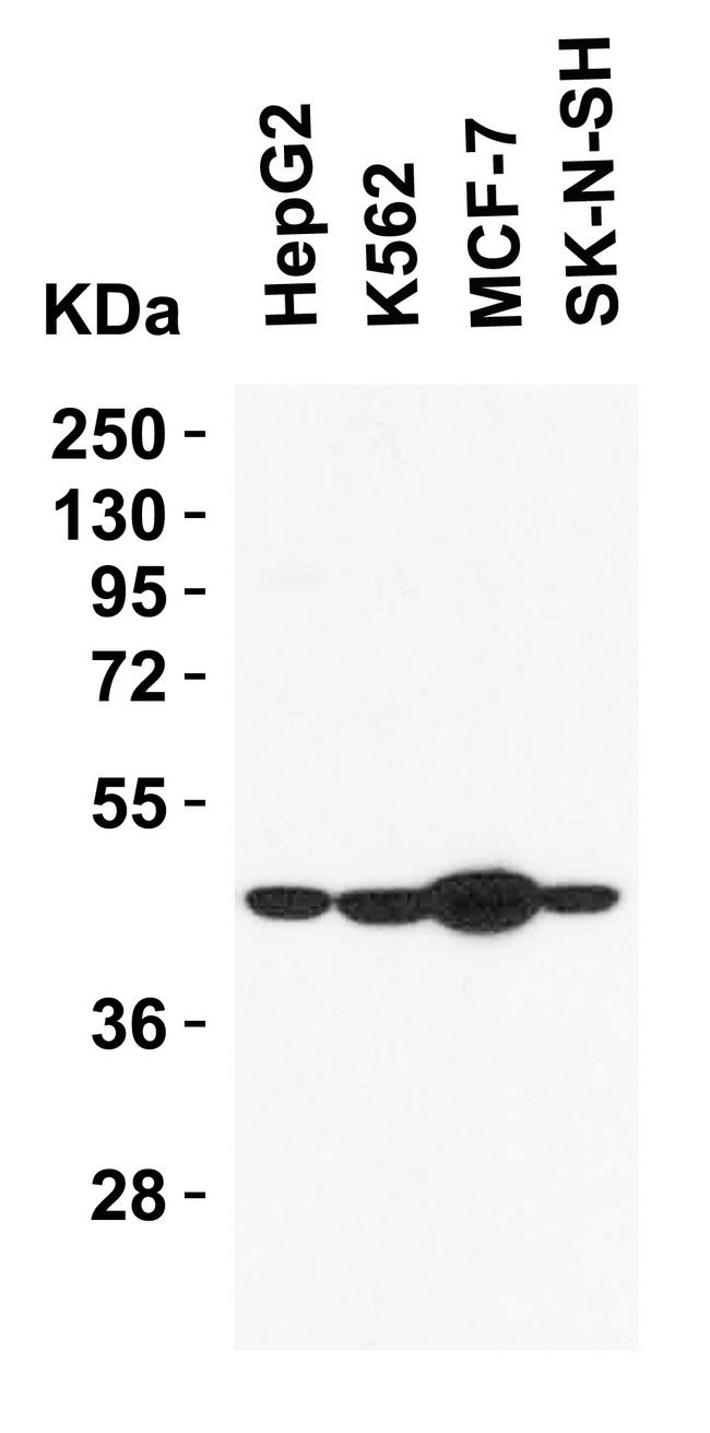 SIGLEC15 Antibody - Loading: 15 µg of lysates per lane. Antibodies: SIGLEC15, LS-B8808 (2 µg/mL), 1h incubation at RT in 5% NFDM/TBST. Secondary: Goat anti-rabbit IgG HRP conjugate at 1:10000 dilution.